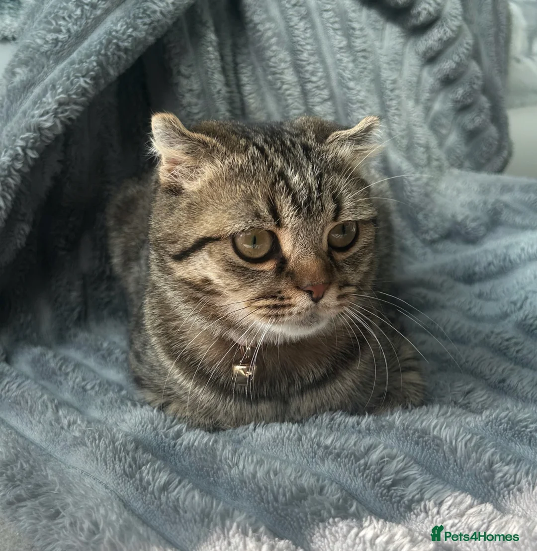 Scottish Fold cats for sale: Scottish fold for sale in Poole - Advert 6