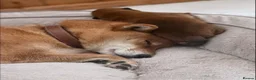 Japanese Shiba Inu dogs for sale: Clear DNA red Shiba Inu puppy champion parents - Advert 8