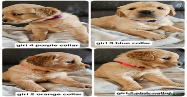 Golden Retriever dogs - Advert 6