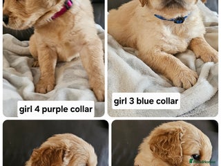 Golden Retriever dogs - Advert 8