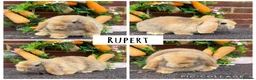 Mini Lop rabbits for sale: Pure bred mini lops  - Advert 3
