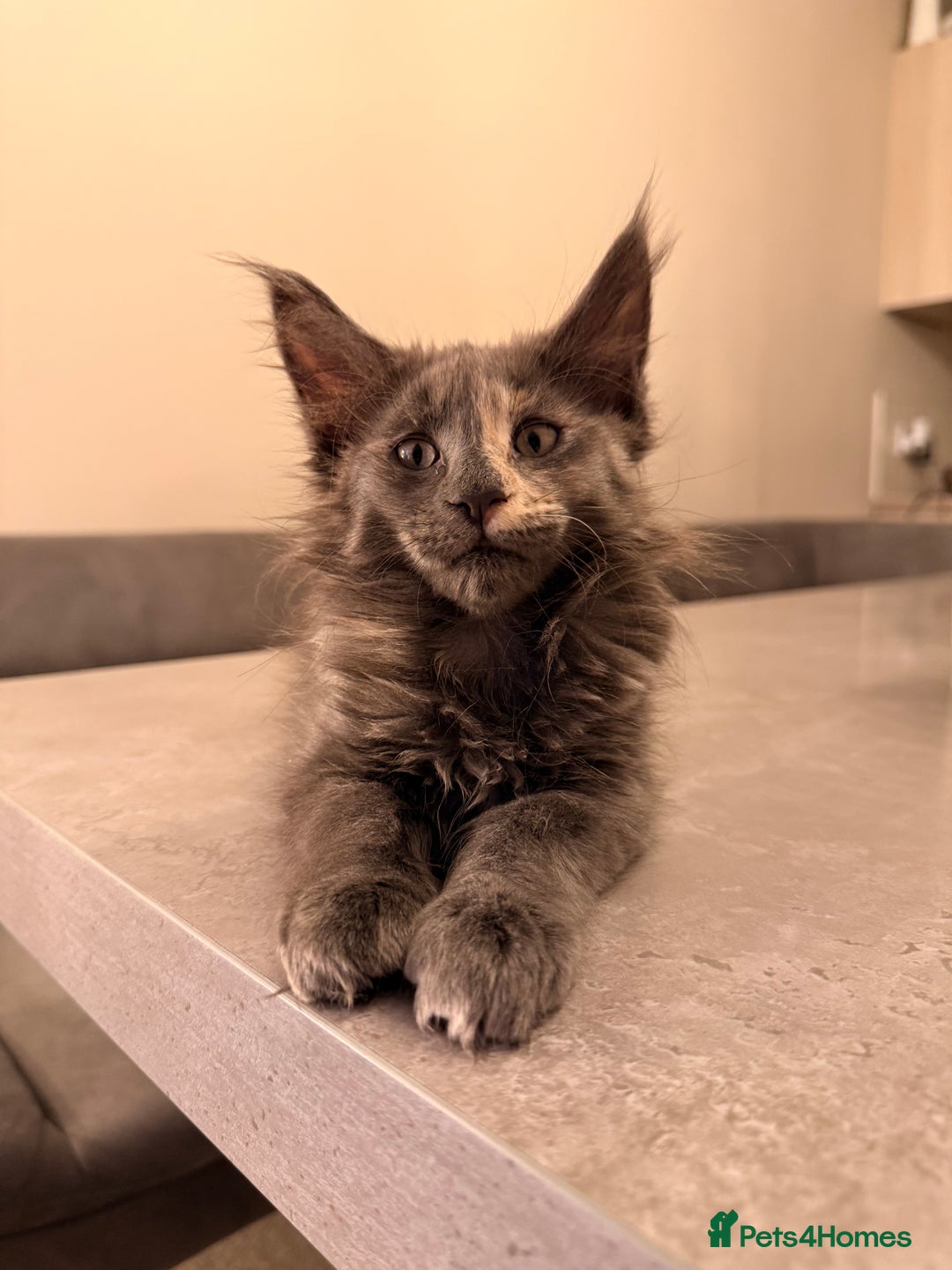 Maine Coon cats for sale: 6 remaining kittens - Advert 12