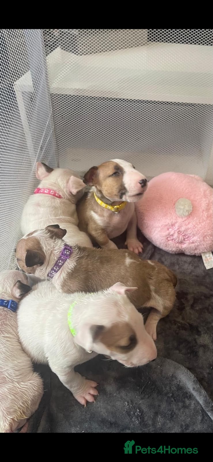 English Bull Terrier dogs 🐶 KC Registered English Bull Terrier Puppies 🐶 - Advert 1