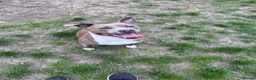 Staffordshire Bull Terrier dogs for sale: 3 Male Blue staff pups - Advert 8