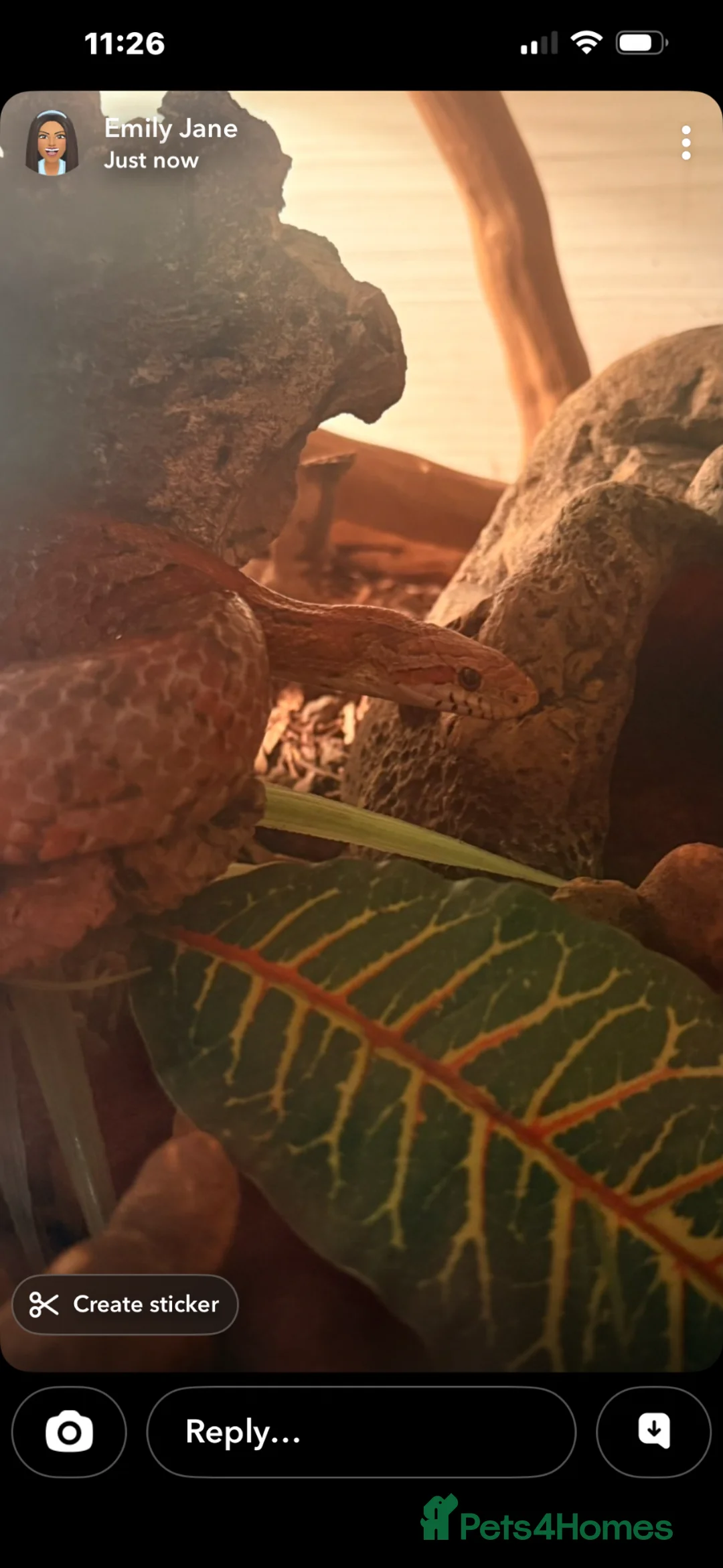 Corn Snake reptiles for sale: Girl and boy corn snakes  - Advert 2