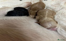 Shihpoo dogs for sale: 🩷 Gorgeous F1 Shih Poo Puppies 💙 - Image 8