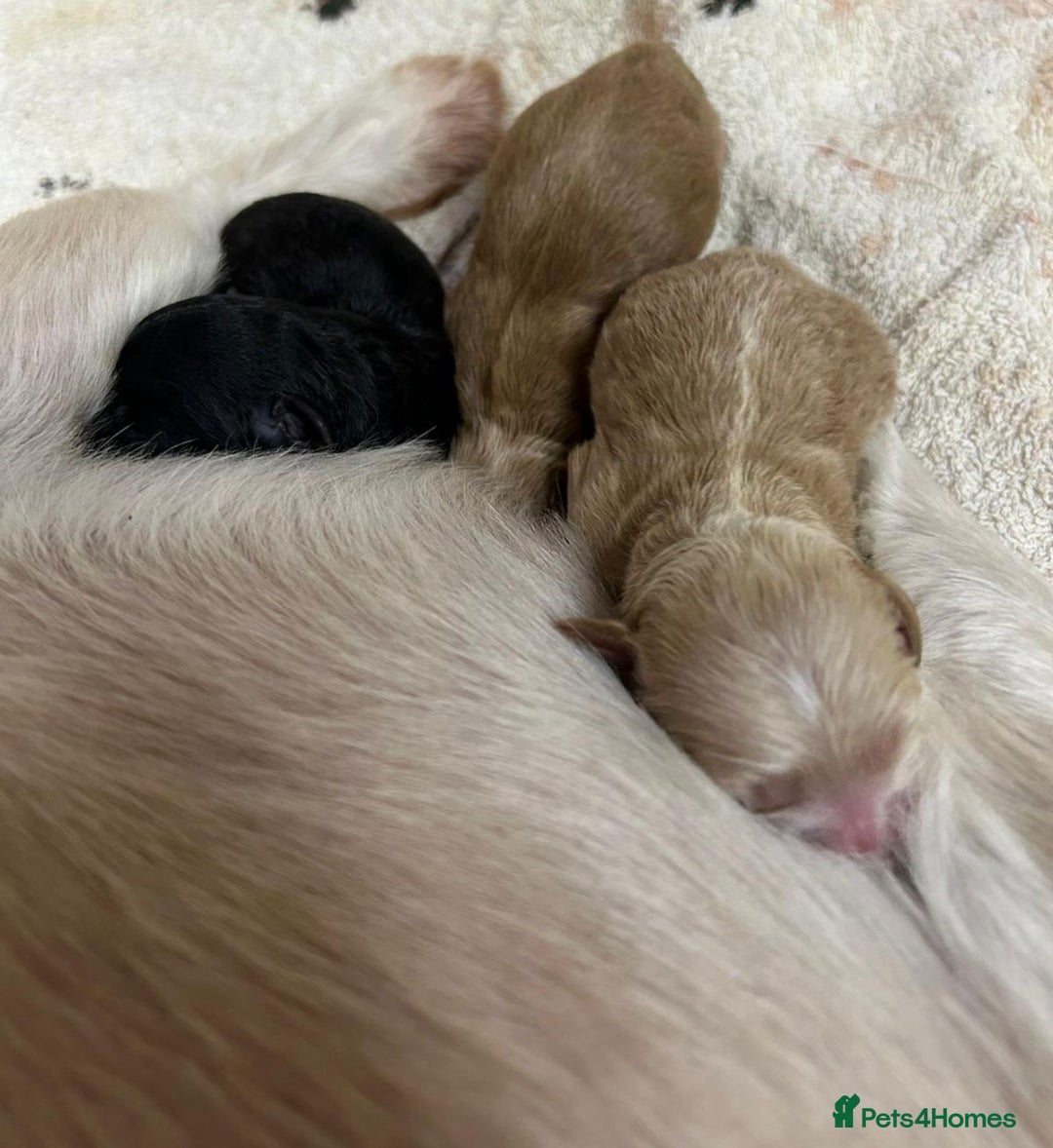 Shihpoo dogs for sale: 🩷 Gorgeous F1 Shih Poo Puppies 💙 - Image 8