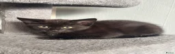 Mixed Breed cats for sale: 4 babies looking for there forever  homes  - Advert 4