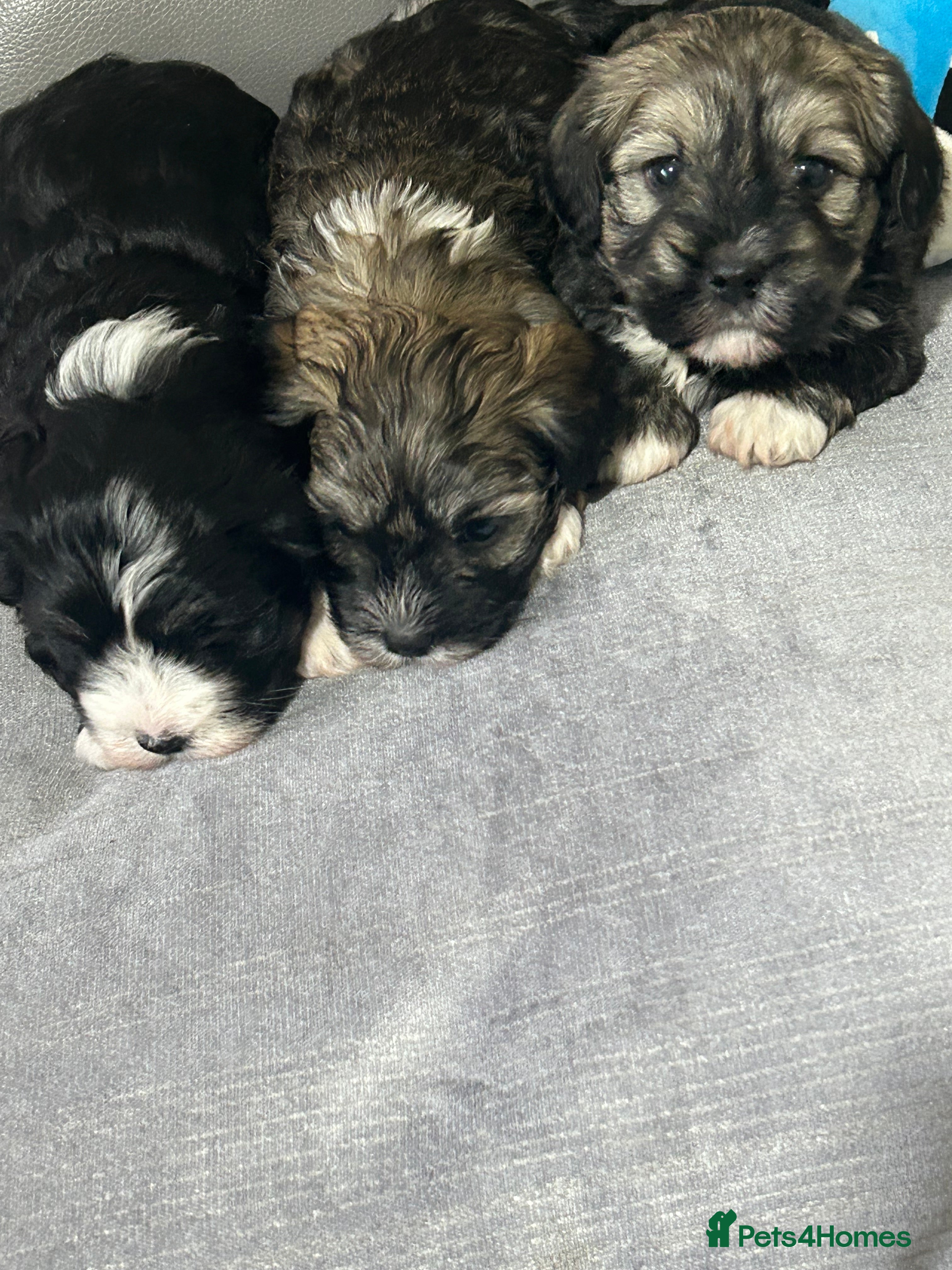 Havanese dogs KC Registered Havanese Puppies  - Advert 1