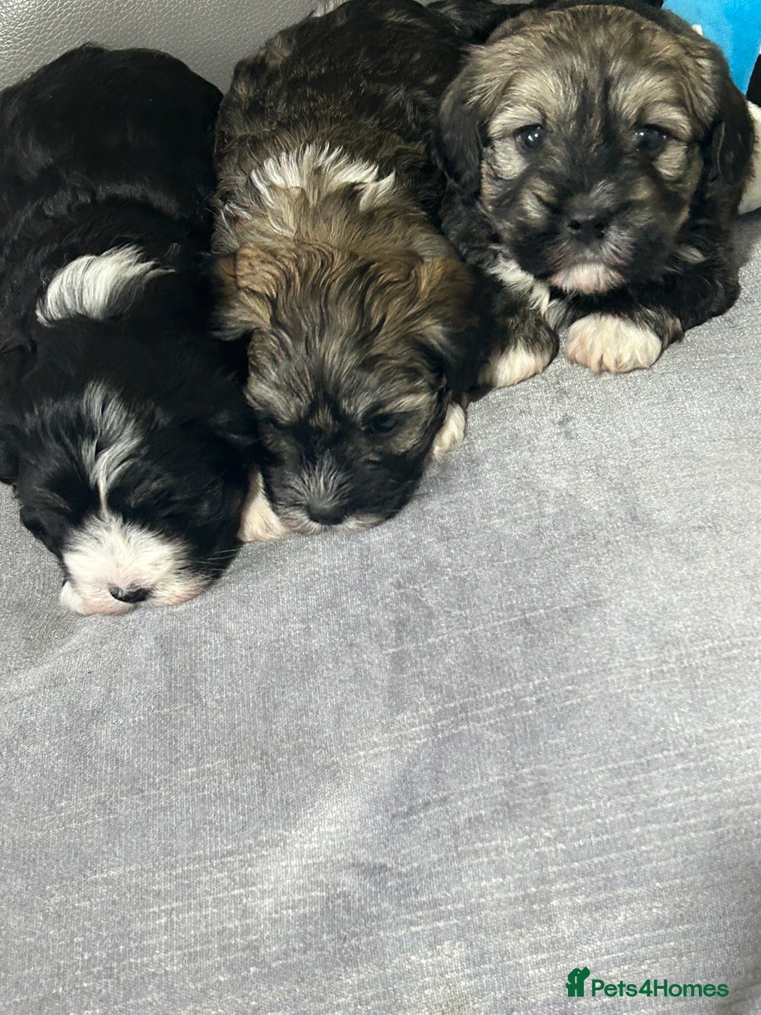 Havanese dogs for sale: KC Registered Havanese Puppies  - Advert 6