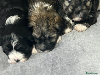 Havanese dogs KC Registered Havanese Puppies - Advert 11