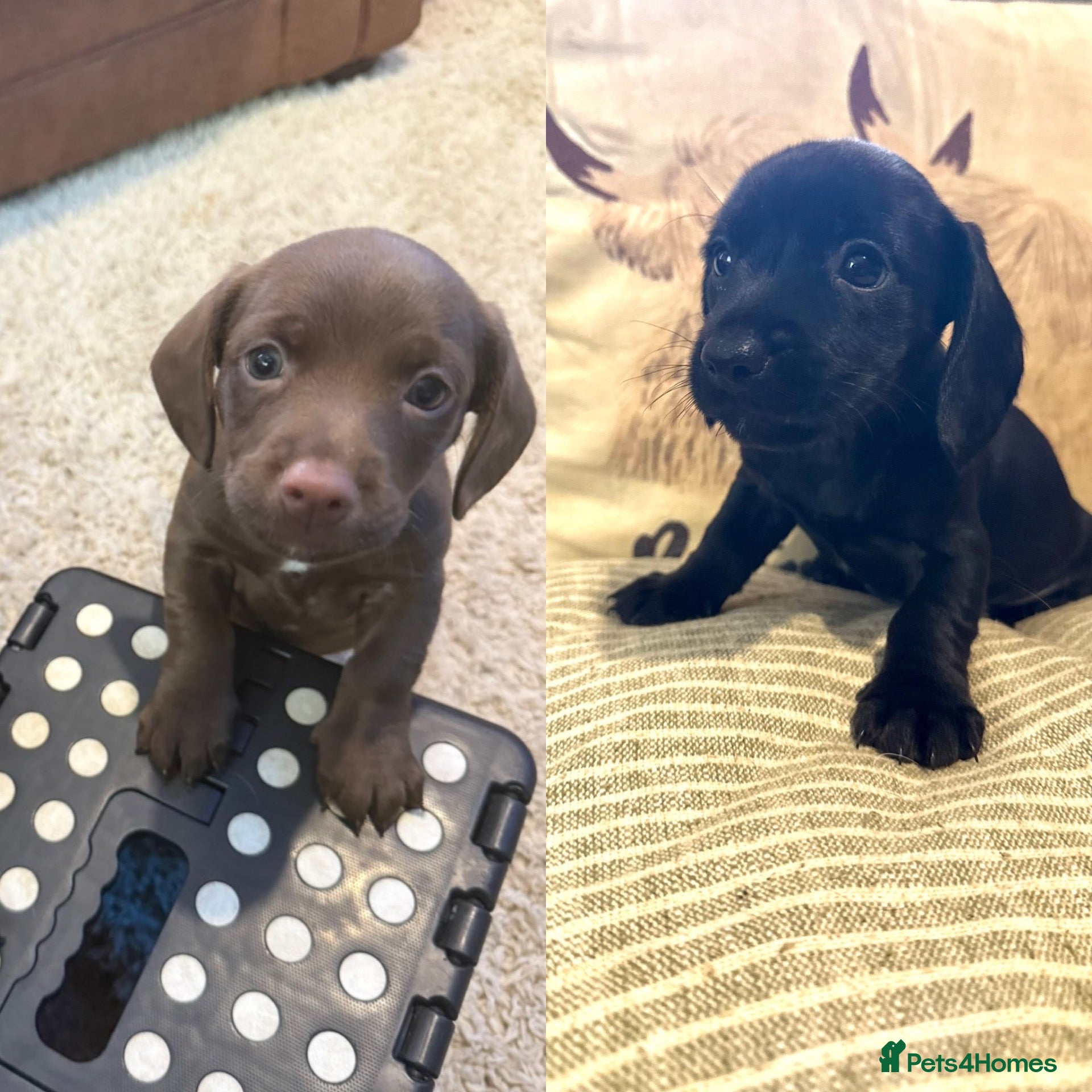 Mixed Breed dogs Dachshund/ Springer Spaniel puppies - Advert 16