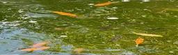 Pond Fish fish for sale: Pond Goldfish in Bedford - Advert 10