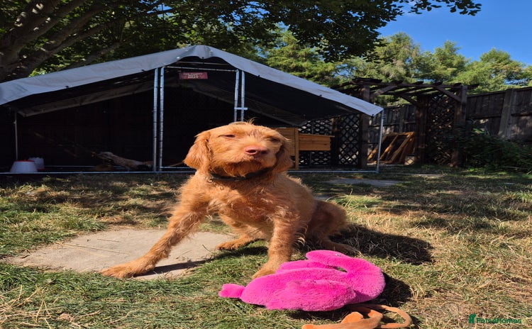 Hungarian Vizsla dogs - Advert 4
