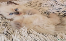 Ragdoll cats for sale: *READY TO LEAVE*beautiful Ragdoll babies for sale  - Image 11