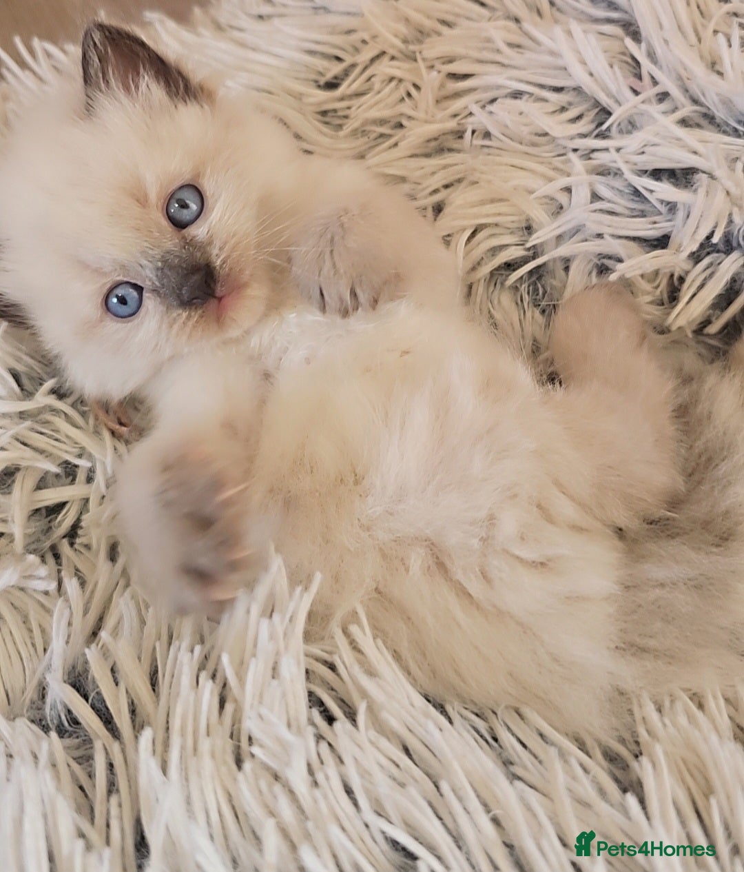 Ragdoll cats for sale: *READY TO LEAVE*beautiful Ragdoll babies for sale  - Image 11