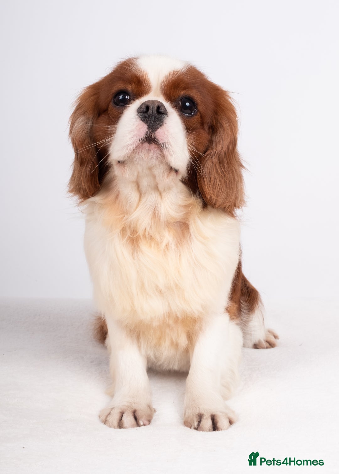 Cavalier King Charles Spaniel dogs for stud: KC REG CHAMPION SERBIAN IMPORT HEALTH TESTED CAVA in Hoddesdon - Advert 9