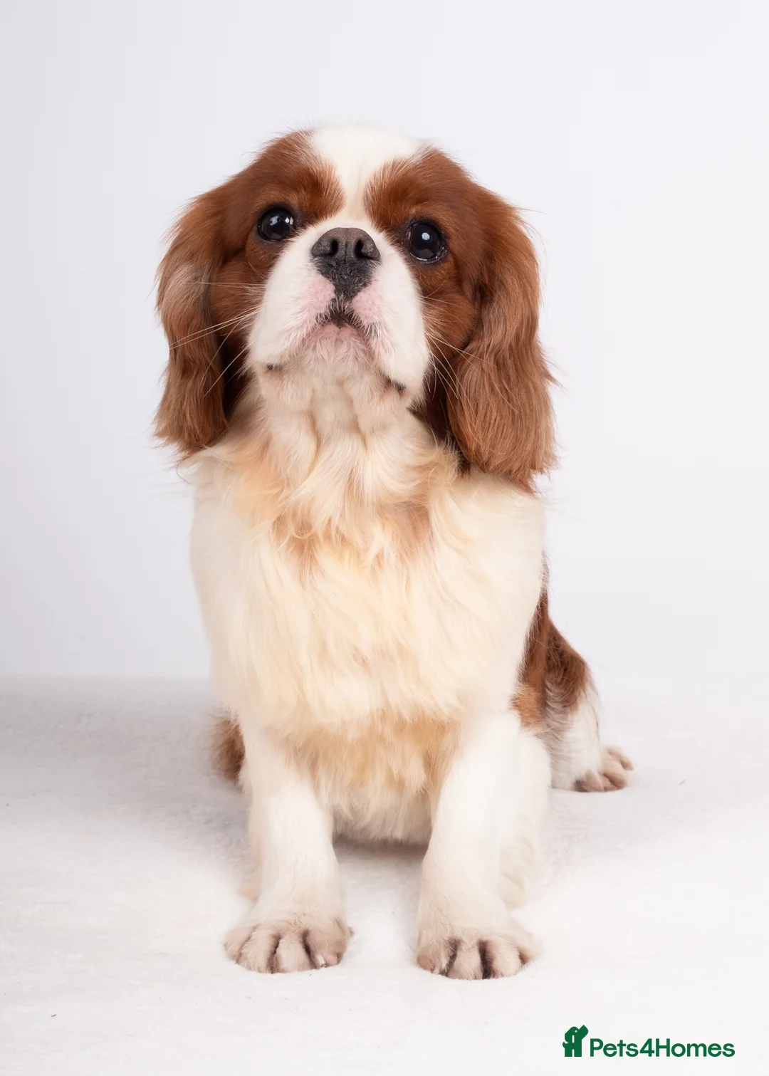 Cavalier King Charles Spaniel dogs for stud: KC REG CHAMPION SERBIAN IMPORT HEALTH TESTED CAVA in Hoddesdon - Advert 9