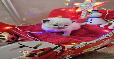 Ragdoll cats 8 beautiful ragdolls ready for Christmas 🎁 - Advert 7