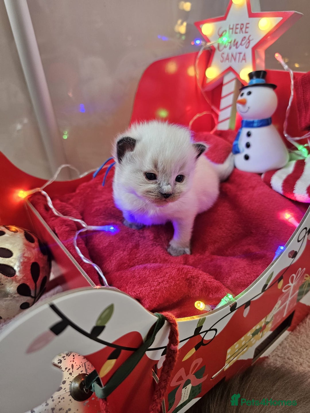 Ragdoll cats for sale: 8 beautiful ragdolls ready for Christmas 🎁 - Advert 3