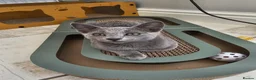 Russian Blue cats for sale: Russian Bule GCCF registered female kitten - Advert 3