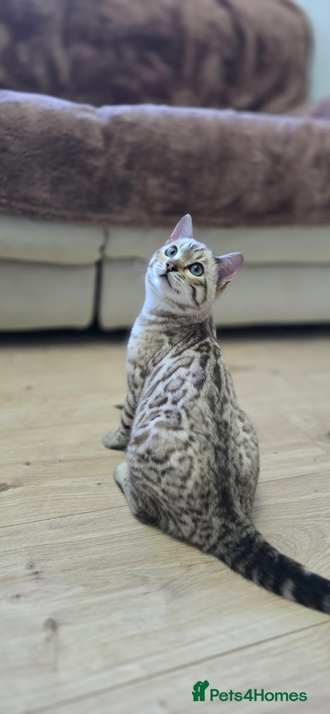 Bengal cats for sale: Gorgeous Tica registered bengal boys - Advert 3