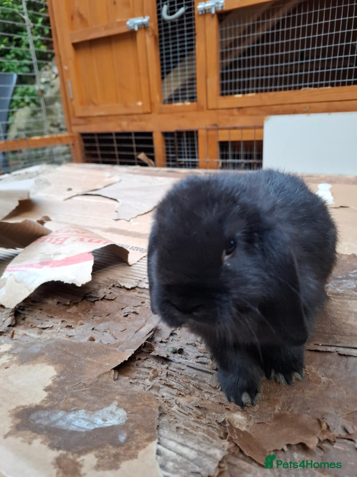 Mini Lop rabbits Beautiful Mini Lops - Advert 2