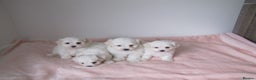 Bichon Frise dogs for sale: Beautiful shih tzu Puppies  male & fe - Advert 5