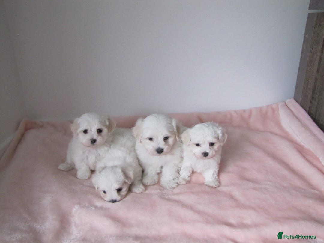 Bichon Frise dogs for sale: Beautiful shih tzu Puppies  male & fe - Advert 5