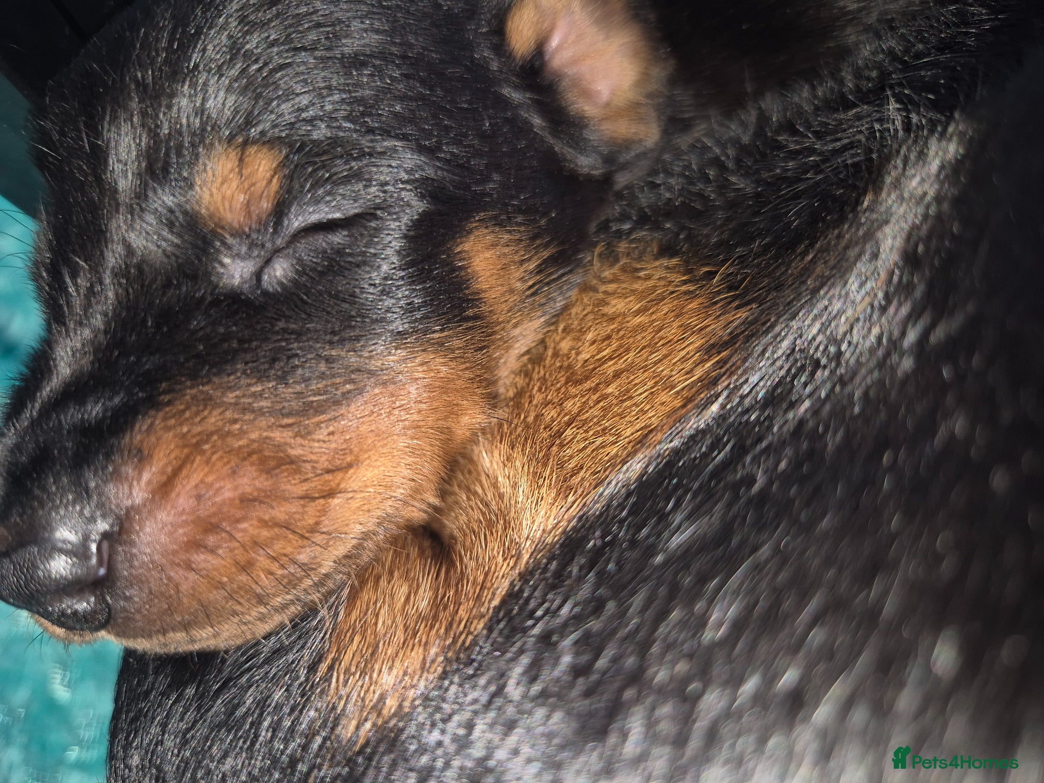 Dobermann dogs ⭐️⭐️⭐️⭐️⭐️ KC Reg European Dobermann puppies - Advert 5