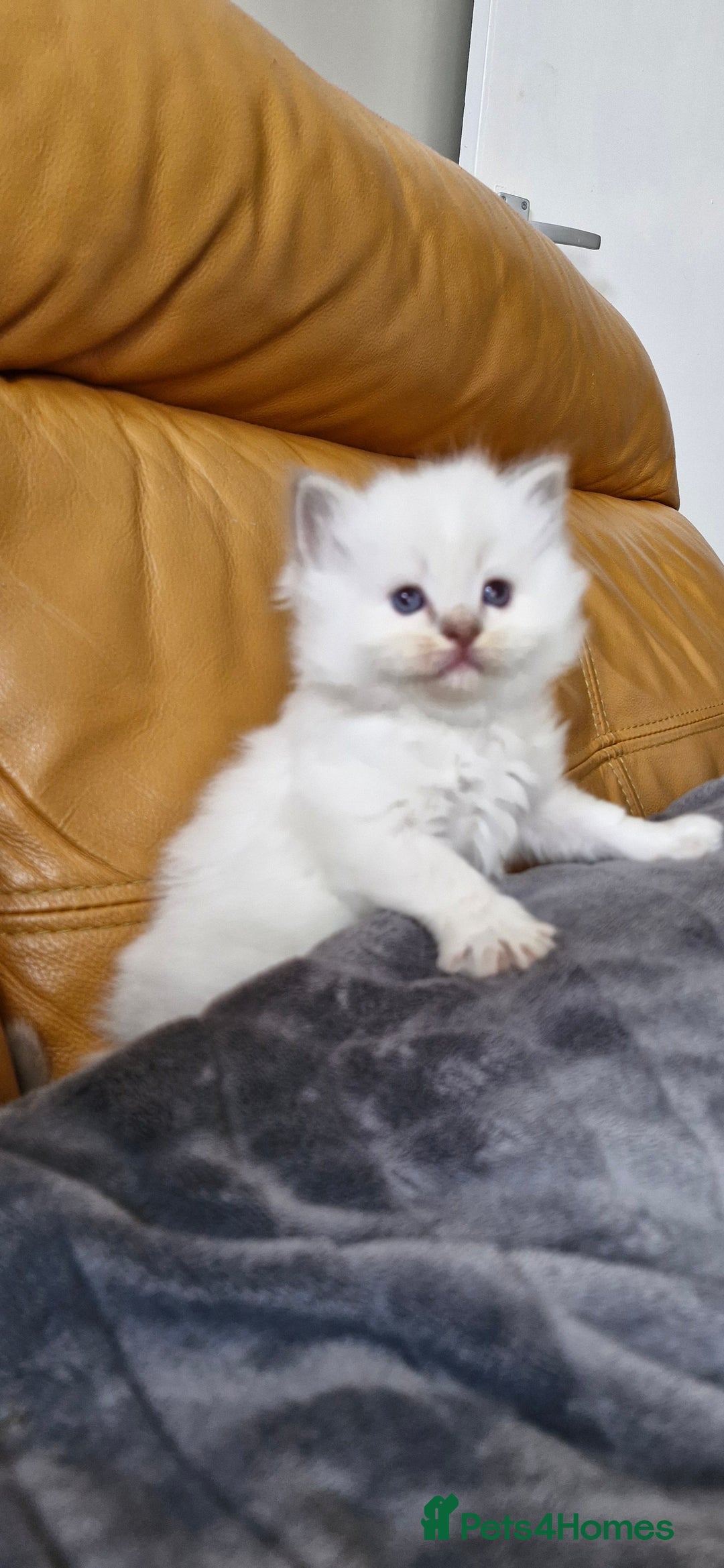 Ragdoll cats for sale: 🐾 Gorgeous Ragdoll Kittens.Ready 22nd December 🐾 - Image 31