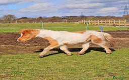 Miniature horses for sale: Pure bred American miniature and mini spotted  - Advert 7