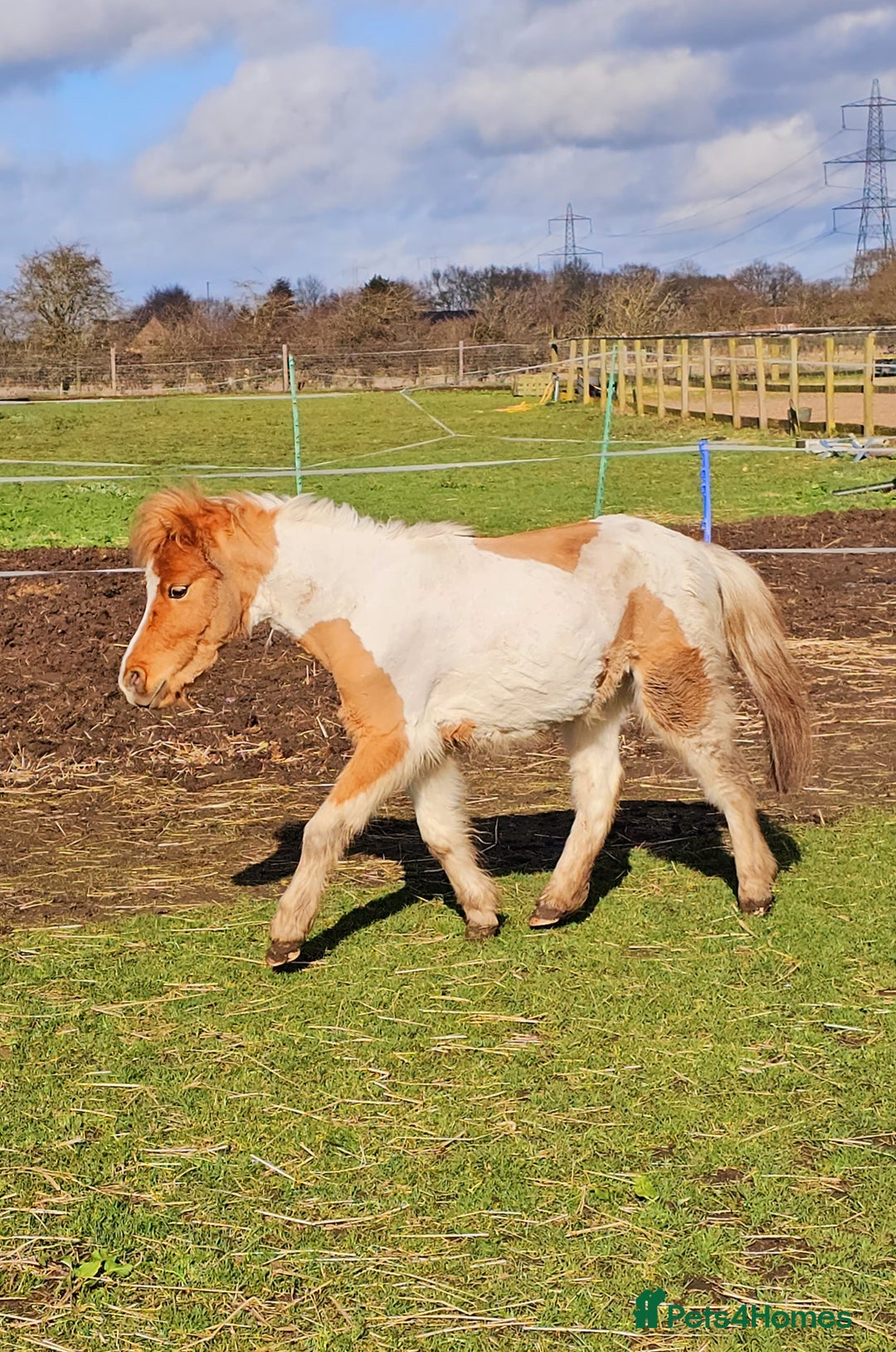 Miniature horses for sale: Pure bred American miniature and mini spotted  - Advert 7