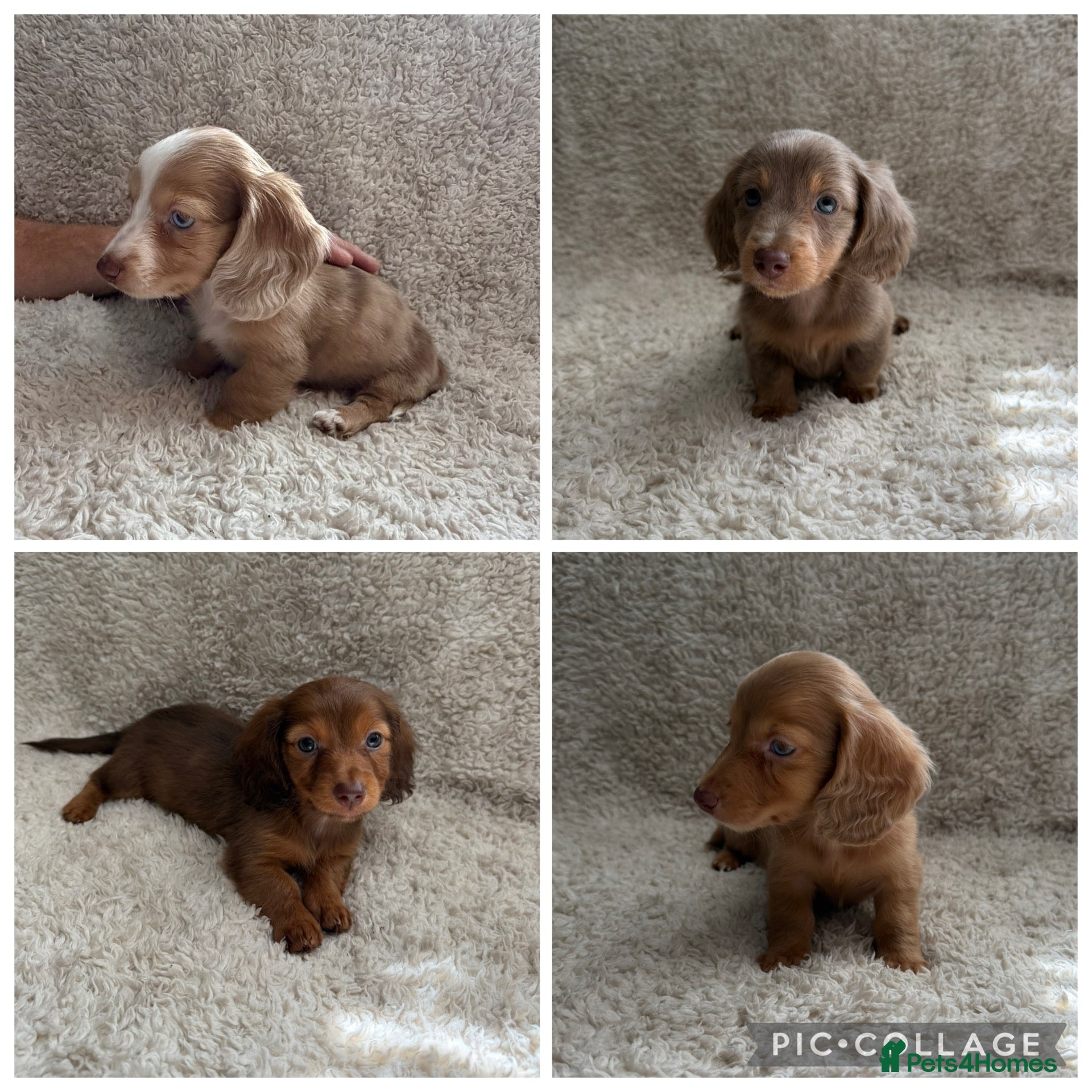 Miniature Dachshund dogs Long haired miniature dachshund puppies - Advert 1