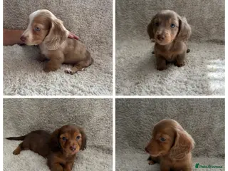 Miniature Dachshund dogs Kc registered Long haired miniature dachshunds - Advert 5