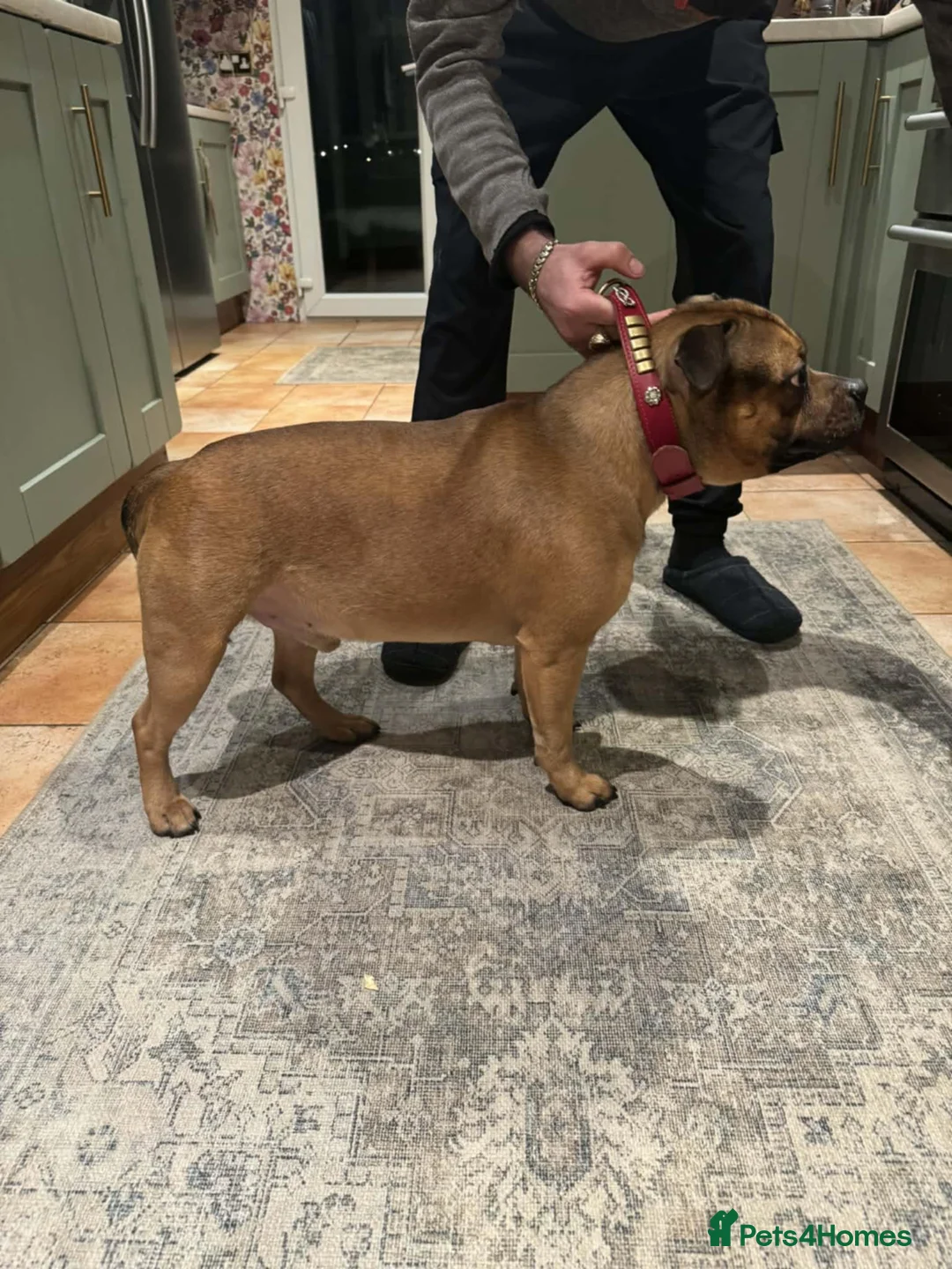 Staffordshire Bull Terrier dogs for stud: Ernie Red Staffordshire Bullterrier for Stud - Advert 5