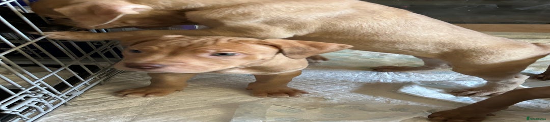 Mastiff Puppy 1
