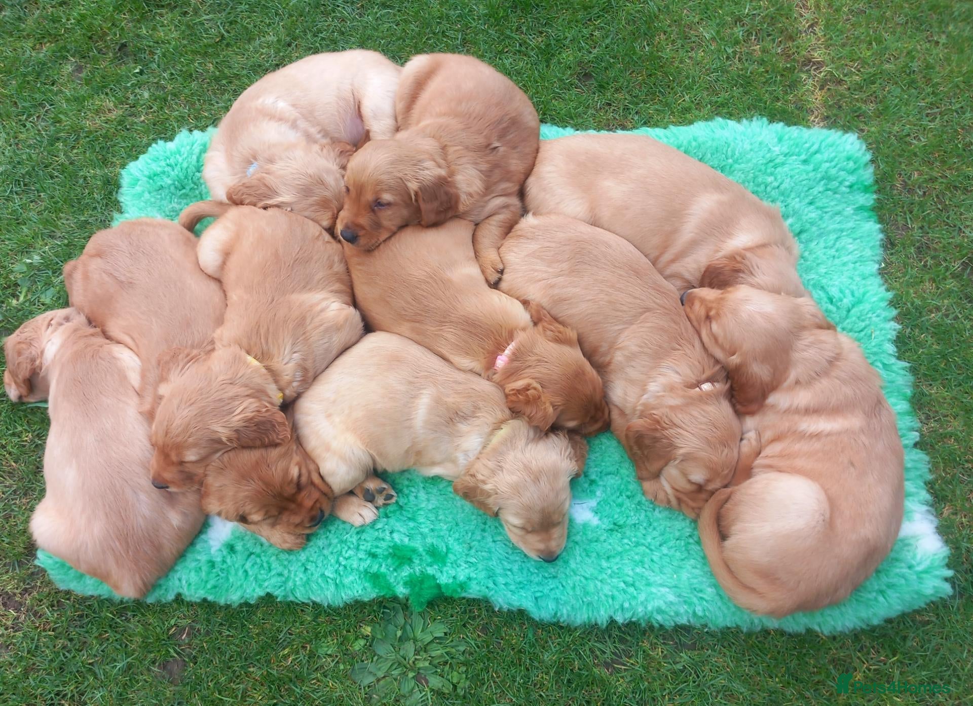 Golden Retriever dogs KC 𝑫𝒂𝒓𝒌 𝑹𝒆𝒕𝒓𝒊𝒆𝒗𝒆𝒓 𝑷𝒖𝒑𝒑𝒊𝒆𝒔 - Advert 18