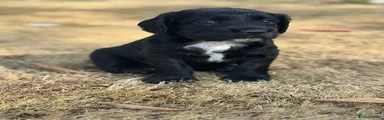 Cocker Spaniel 1