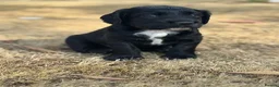 Cocker Spaniel dogs for sale: Excellent Litter of KC reg Working Cocker Spaniels in Doncaster - Advert 21
