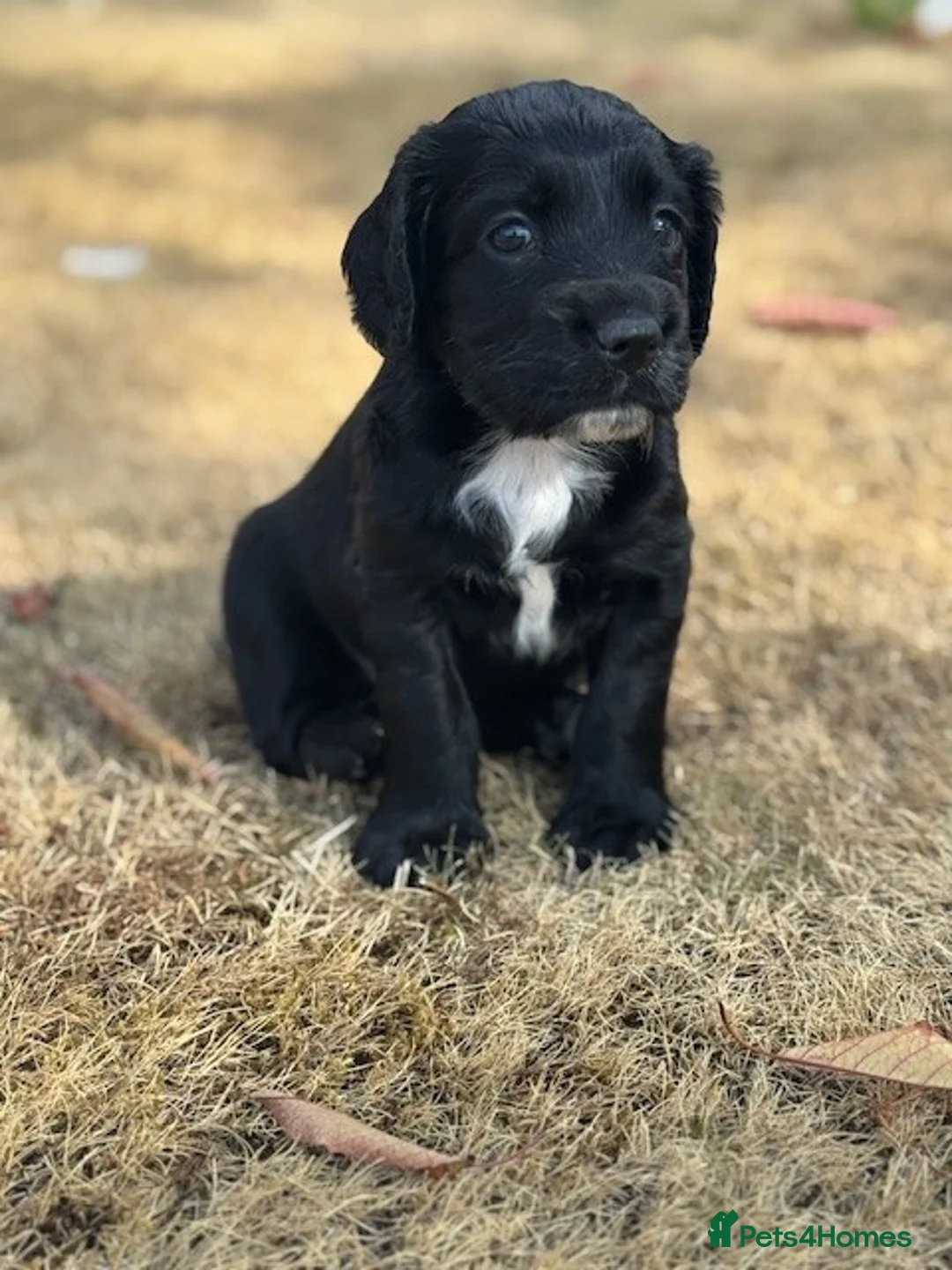 Cocker Spaniel dogs for sale: Excellent Litter of KC reg Working Cocker Spaniels in Doncaster - Advert 21
