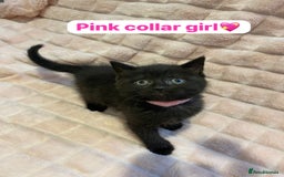 British Shorthair cats for sale: 7 stunning British shorthair cross kittens🩷🩵 - Image 14
