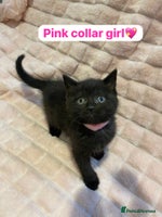 British Shorthair cats - Advert 4