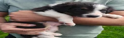 Border Collie dogs for sale: Border collie puppies - Advert 6