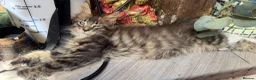Maine Coon cats for sale: Maine Coon and mix Maine coon - Advert 3