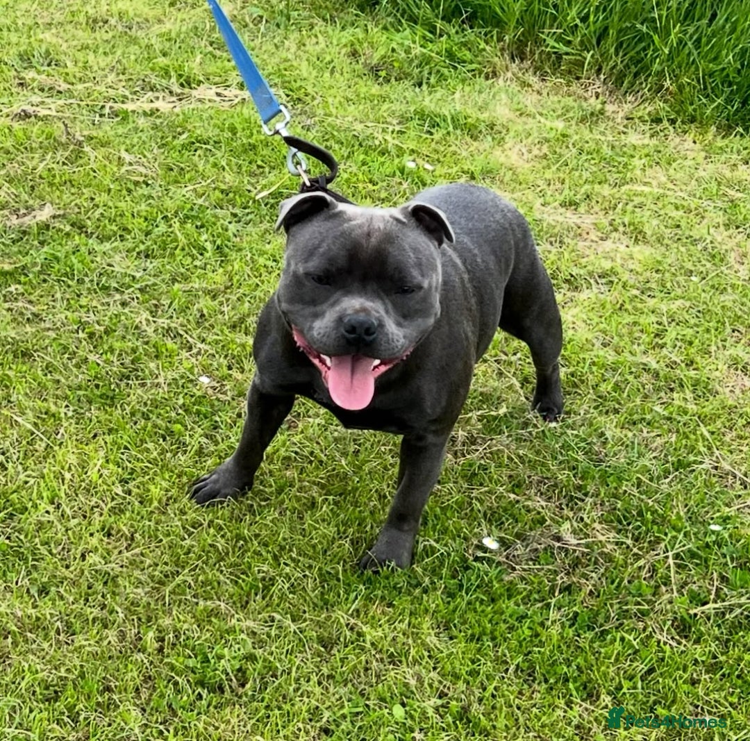 Staffordshire Bull Terrier dogs for sale: BRINDLE STAFFORDSHIRE BULL TERRIER PUPPIES  - Image 4