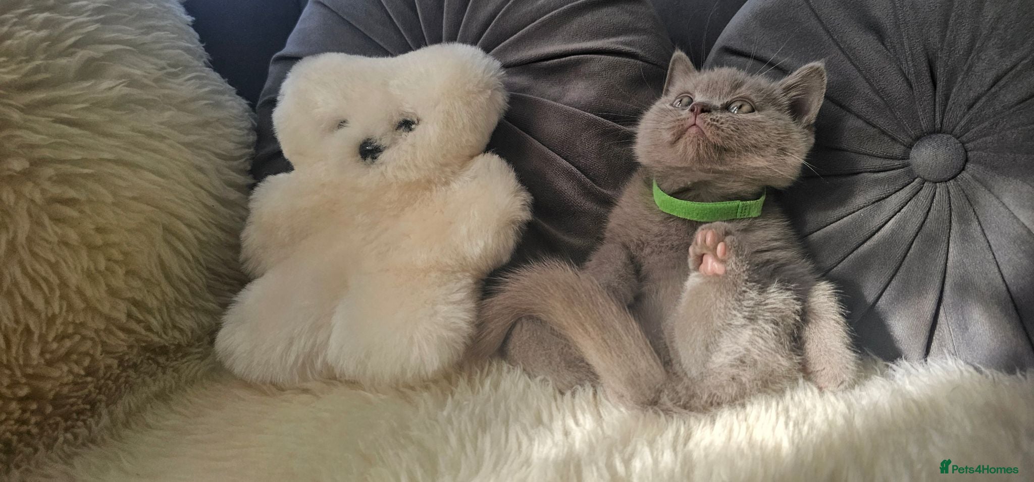 Scottish Fold cats  LILAC Scottish Fold Kitten With Straight Ears - Advert 2