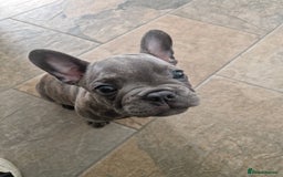 French Bulldog dogs for sale: Blue brindle French bulldog pup - Image 4