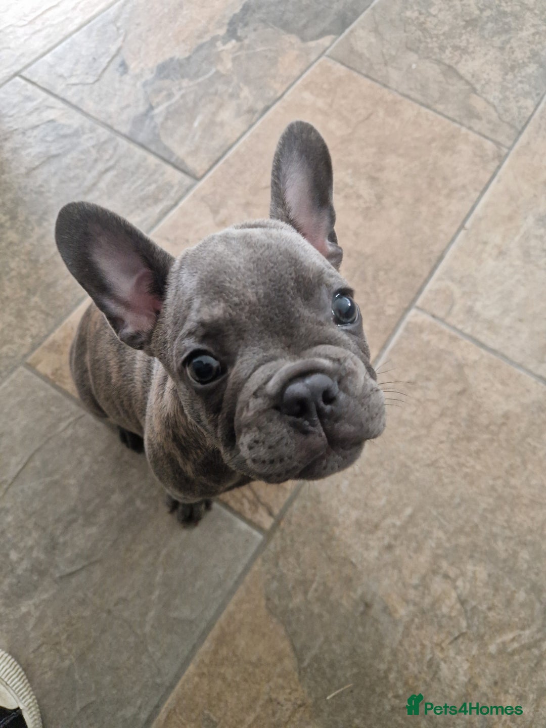 French Bulldog dogs for sale: Blue brindle French bulldog pup - Image 4