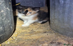 Mixed Breed cats for sale: Four adorable kittens available - Image 3
